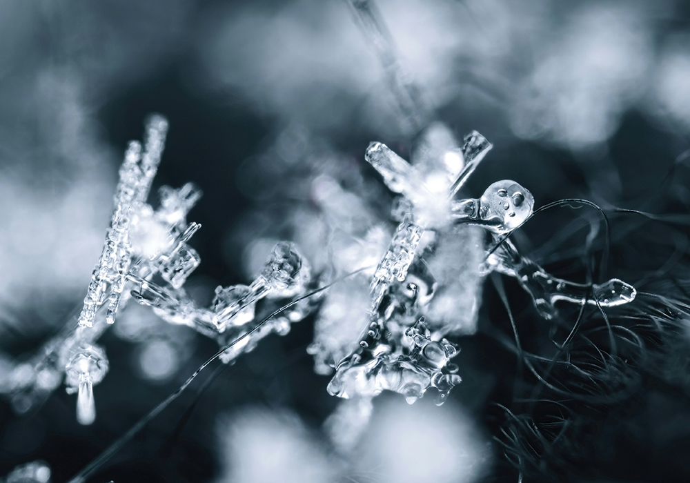Hier ist ein vereister dünner Ast in Makro Aufnahme abgebildet
